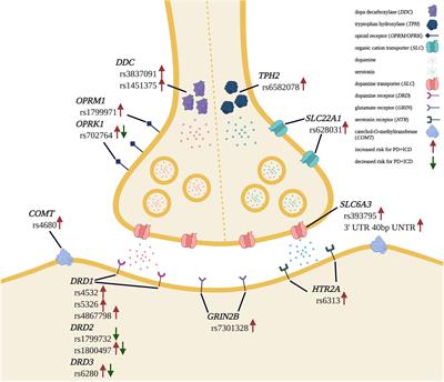 Impulse Control Disorders in Parkinson’s Disease: From Bench to Bedside